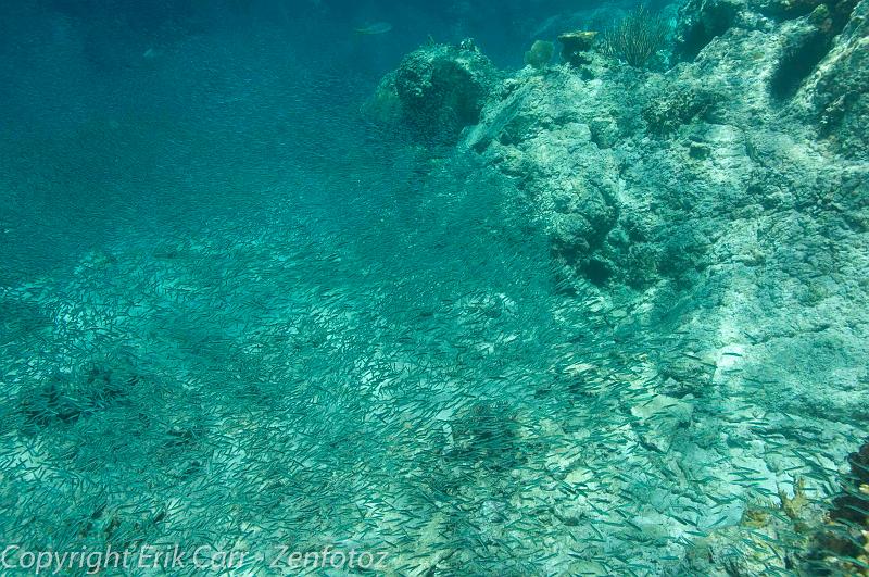 BVI Diving-0097.jpg